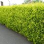 Cupressocyparis leylandii 'Castlewellan Gold' haag